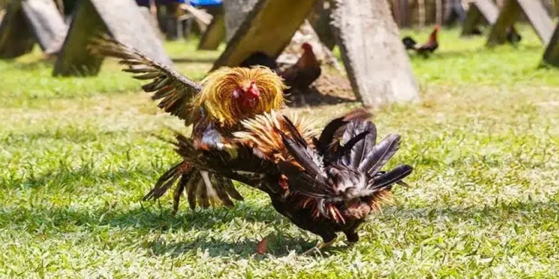 Hội viên có thể tham gia cá cược đá gà WS 168 hiệu quả